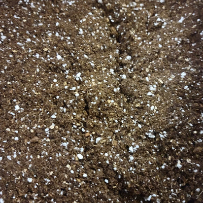 Terro Miracle - Germination