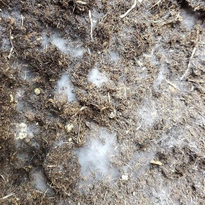 Terro Miracle - Croissance